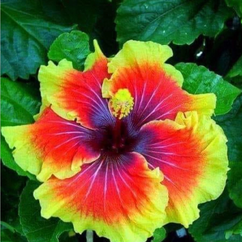 𝟕/𝟐𝟒 𝐈’𝐦 𝐂𝐨-𝐇𝐨𝐬𝐭𝐢𝐧𝐠 𝐚 𝐏𝐚𝐫𝐭𝐲! 🥳🎉🥳🎉🥳 - Picture 13 of 15